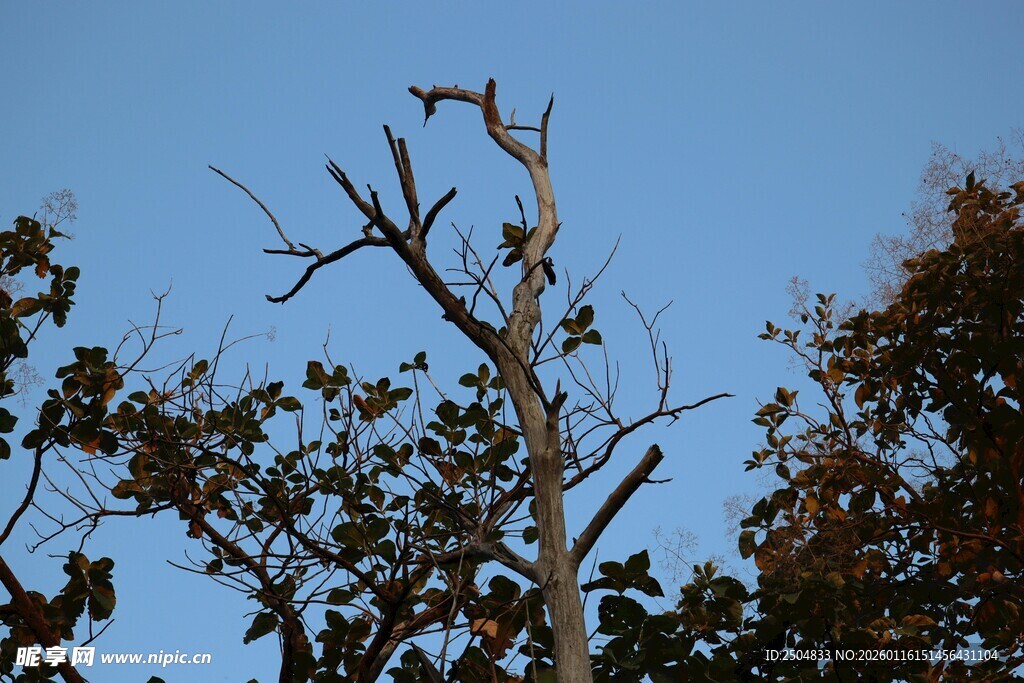 枯树挺立蓝天之下