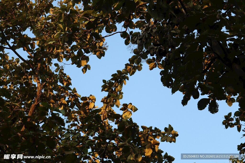 枝叶间的蓝天美景