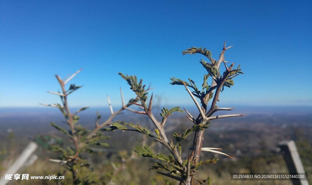 山巅植物望广阔蓝天