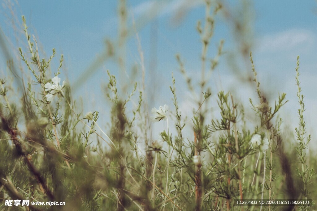 蓝天映衬下的蓬勃野草