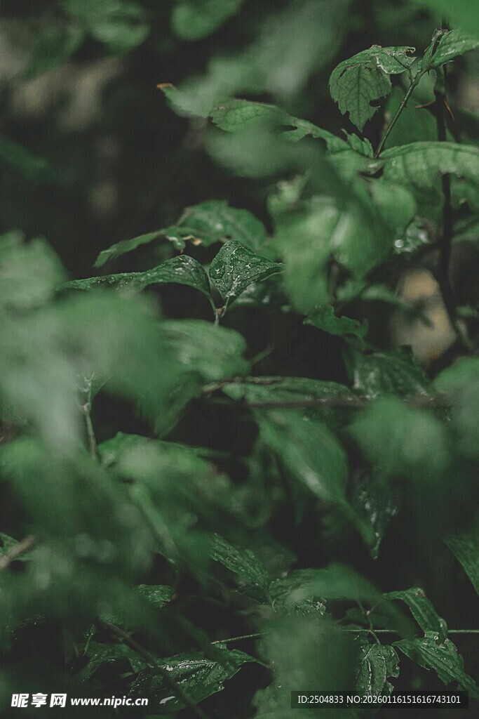 翠绿叶片 尽显自然生机