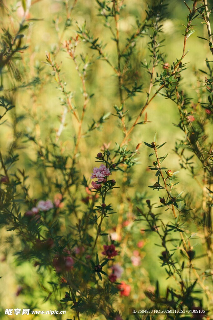 阳光下的繁茂绿植