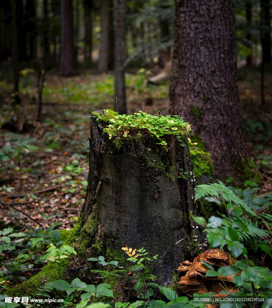 森林中长满青苔的老树桩
