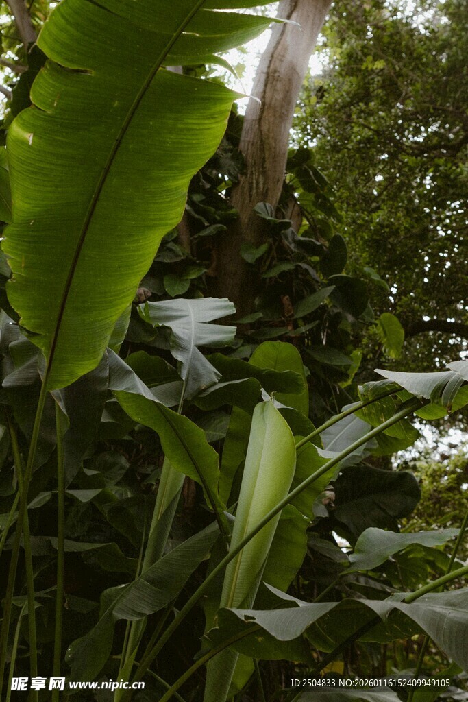 繁茂绿植 展现自然生机
