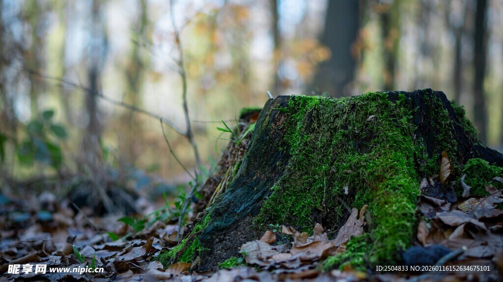 森林中长满青苔的树桩