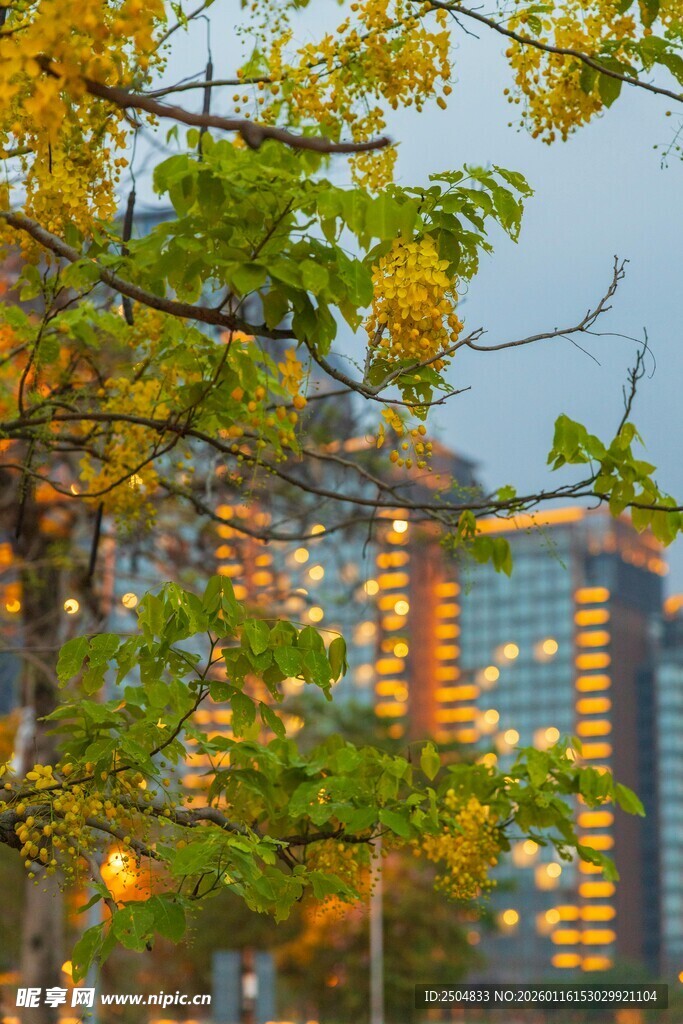 黄昏下枝叶间的城市建筑