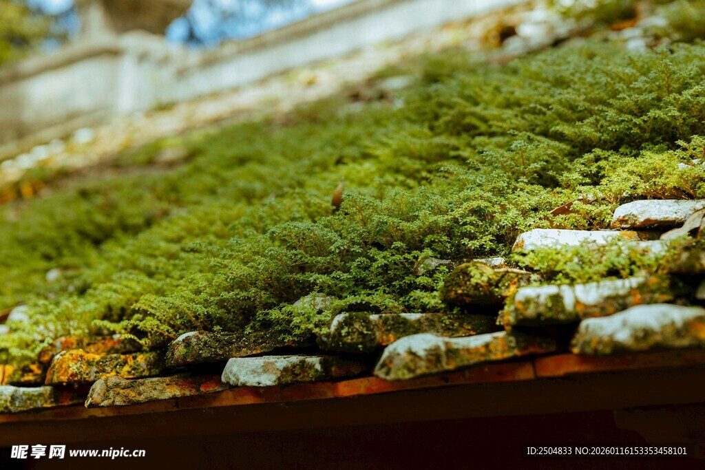 屋顶上的翠绿苔藓景观