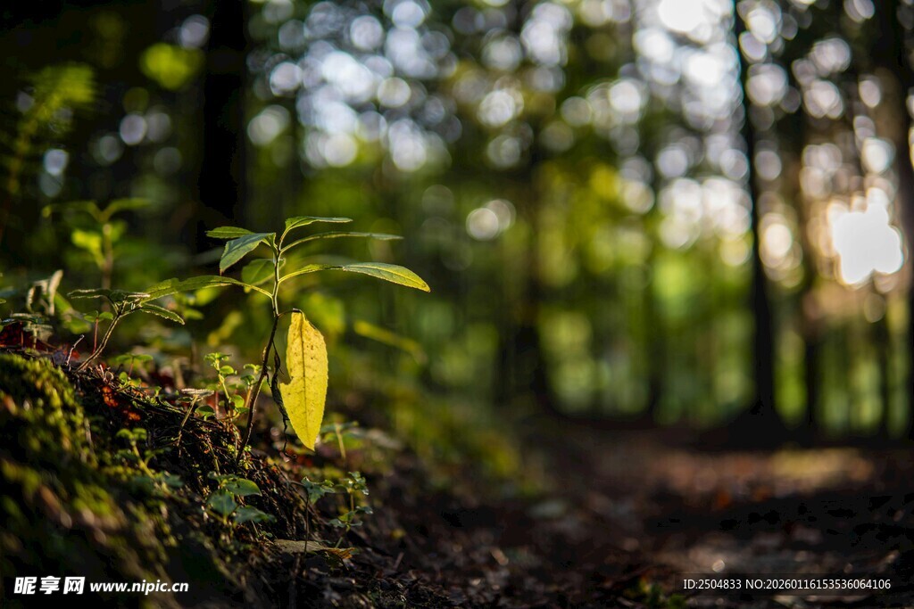 林间晨光下的嫩绿植物