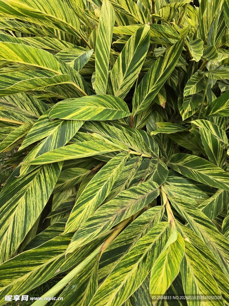 翠绿斑斓的植物叶片特写