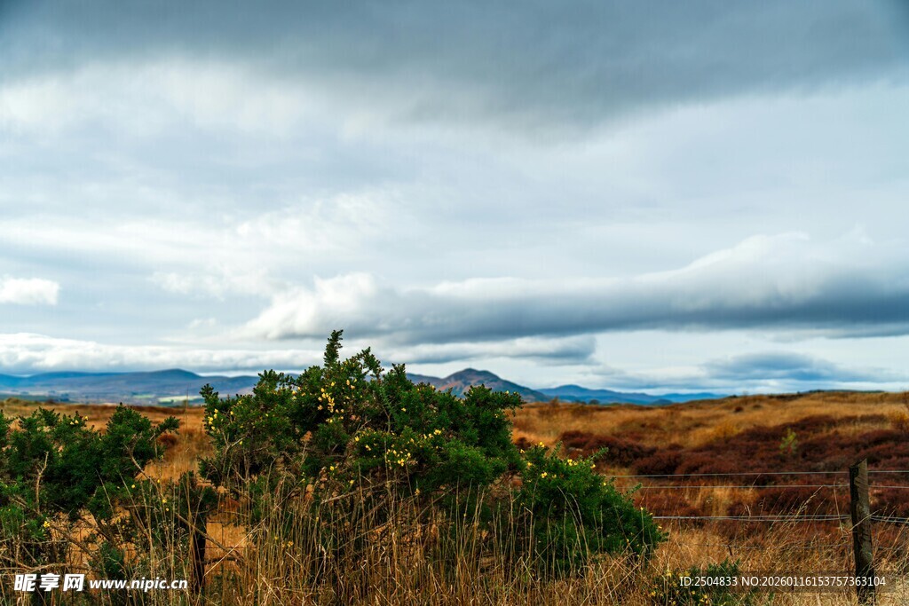 旷野中的植被与 沉天空