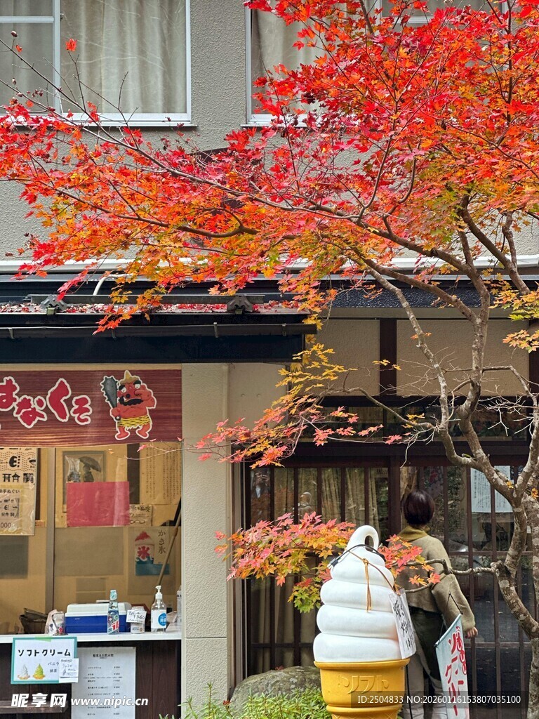 秋日街边的烂漫红叶景象