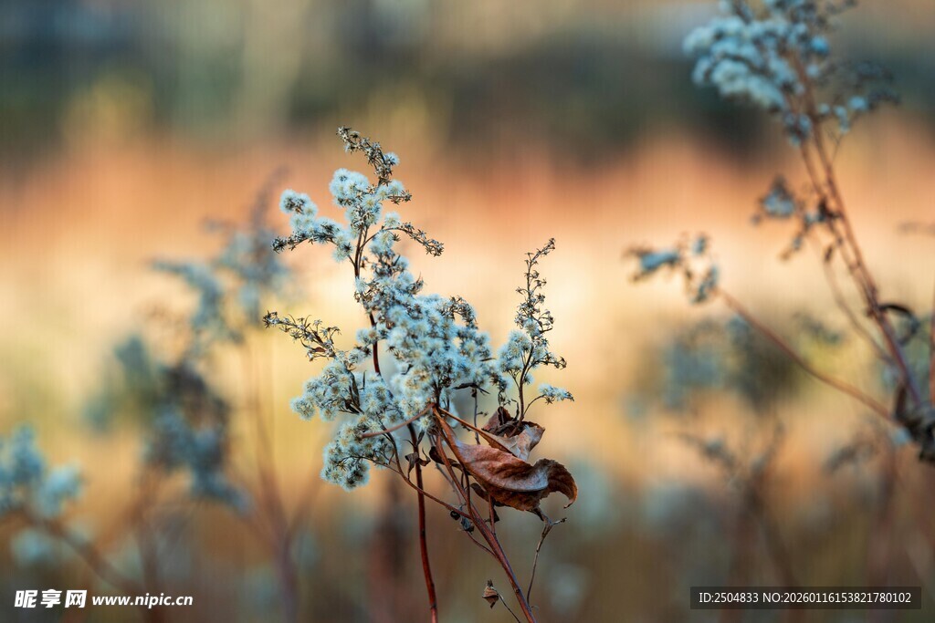 秋日蓝花与昆虫特写