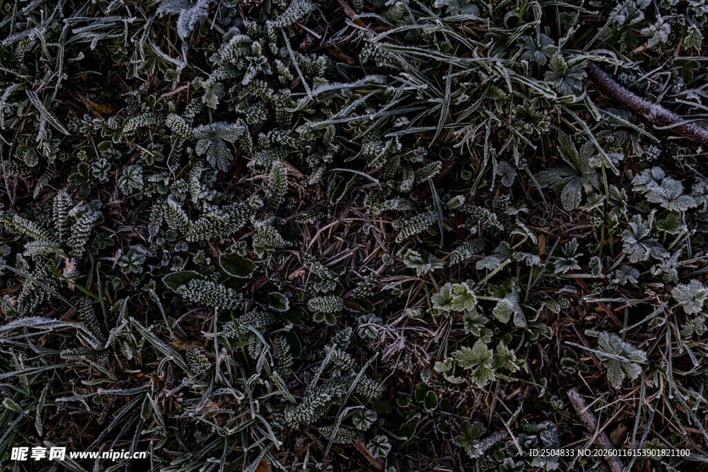 地面上的繁茂绿色植物