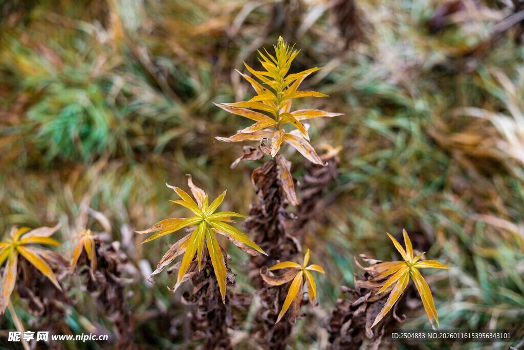 野外绽放的黄色小花