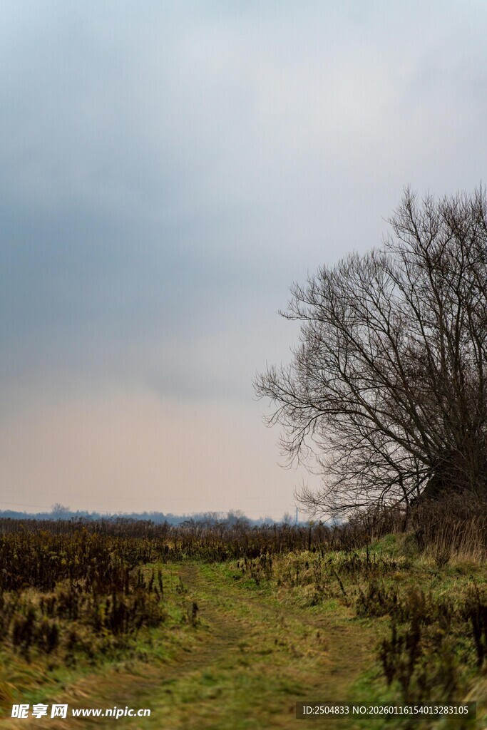旷野孤树 天色 沉之景
