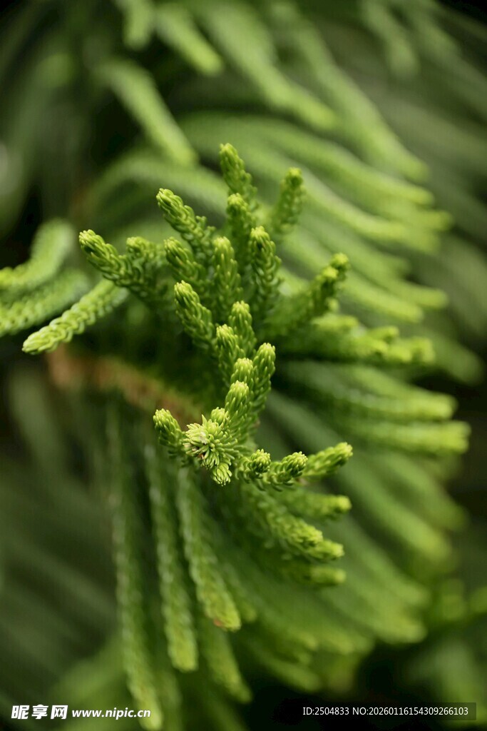 翠绿松针特写