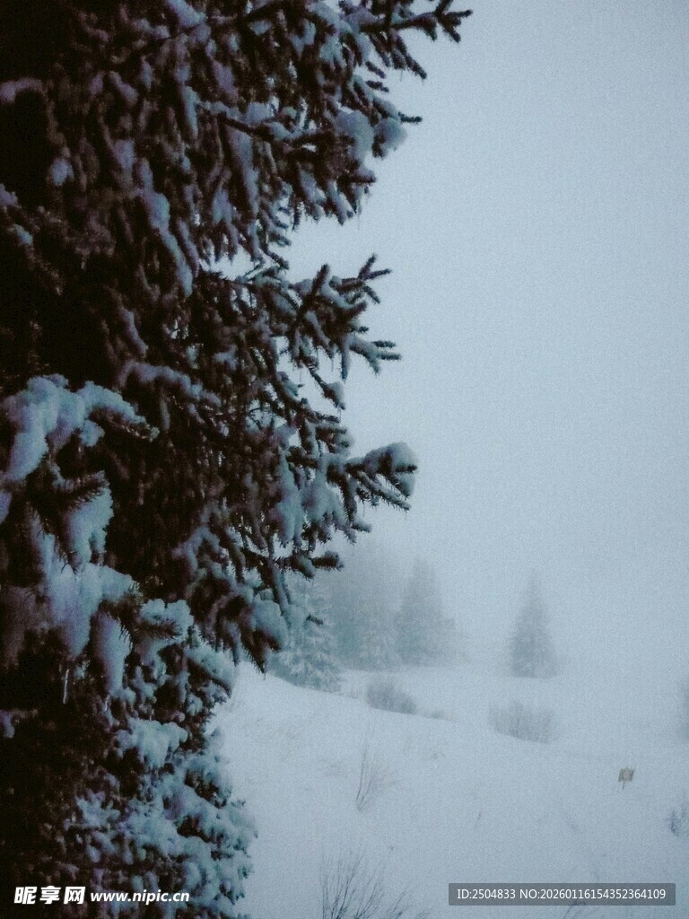 雪覆山林的静谧冬日景象