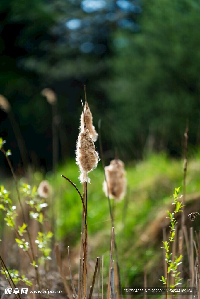野外芦苇与花草景致