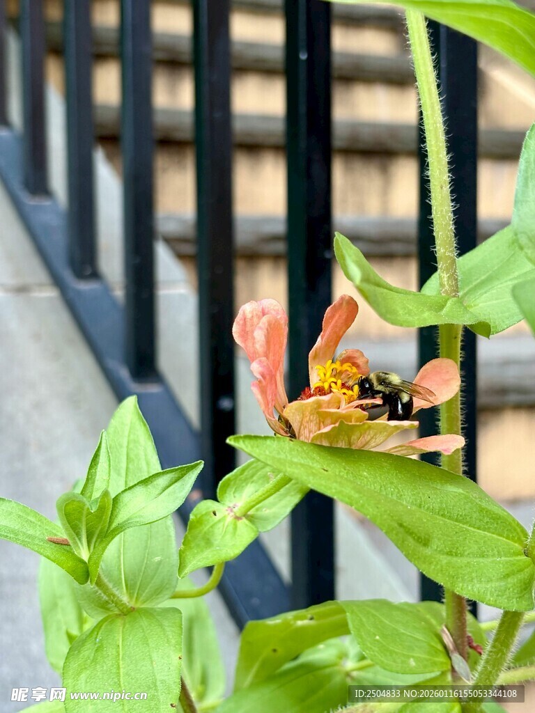 绿叶上的多彩蝴蝶