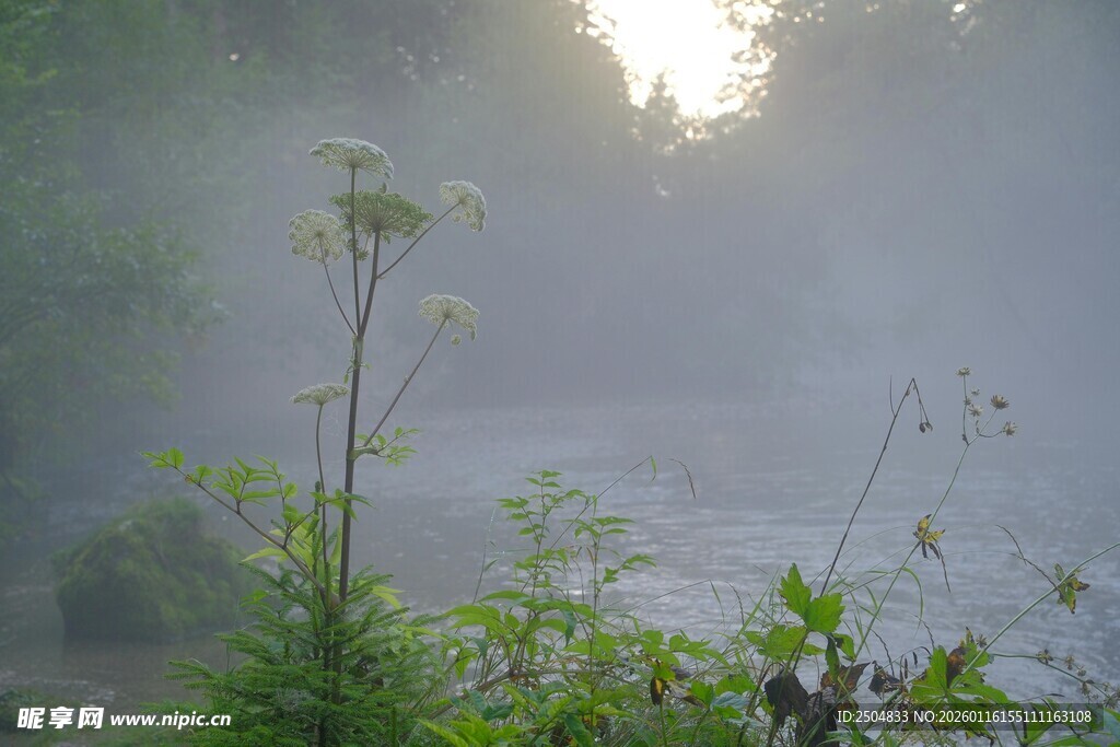 晨雾中的自然植物景观