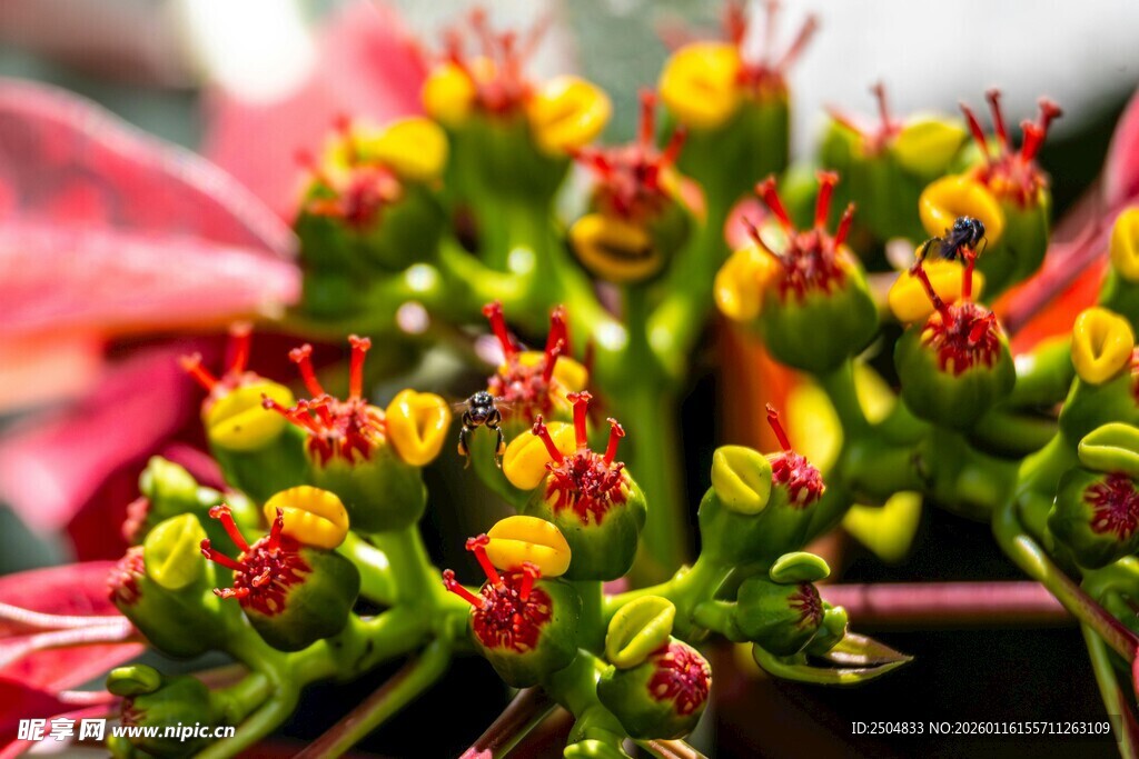 娇艳多彩花卉特写