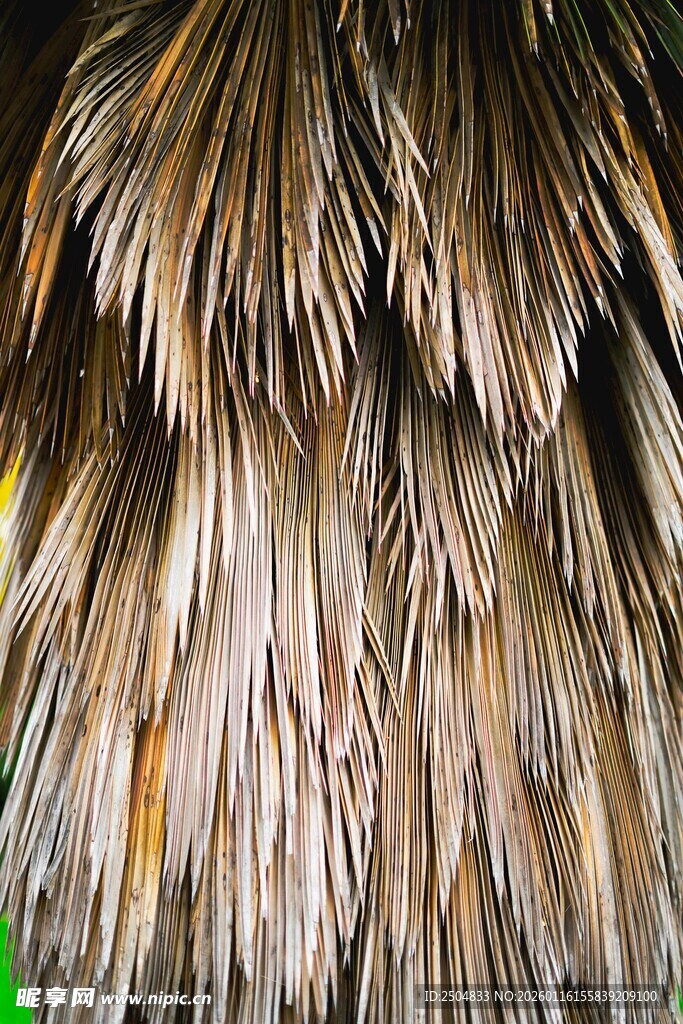 羽毛特写 细腻纹理与色彩