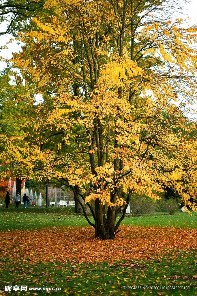 秋日树下金黄落叶美景
