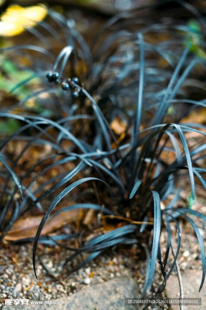 蓝黑色细长植物特写