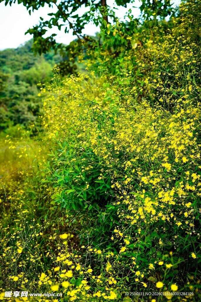 春日黄花烂漫的绿野风光