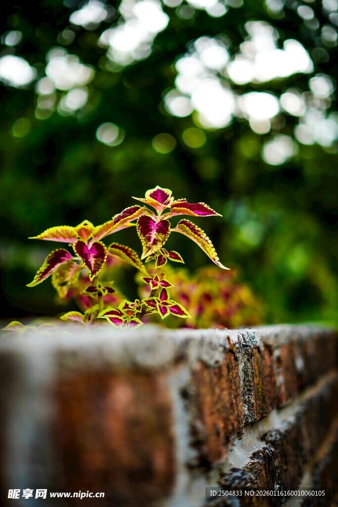 砖缝中生长的多彩植物