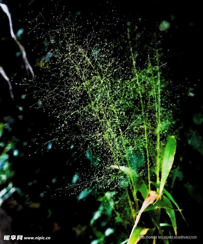 植物喷洒水珠的美妙瞬间