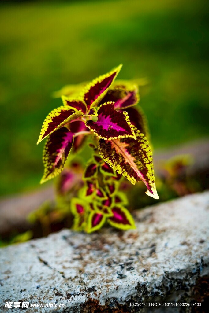 多彩斑斓的斑斓叶特写
