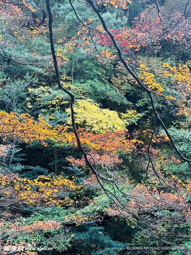 秋日山林斑斓景致