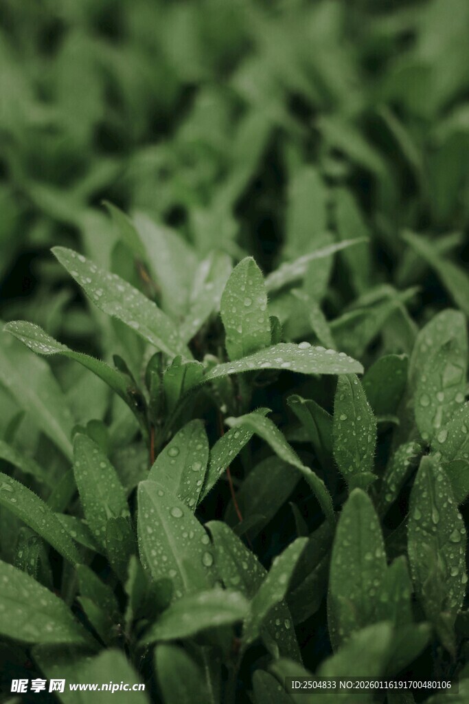 嫩绿叶片上的晶莹水珠