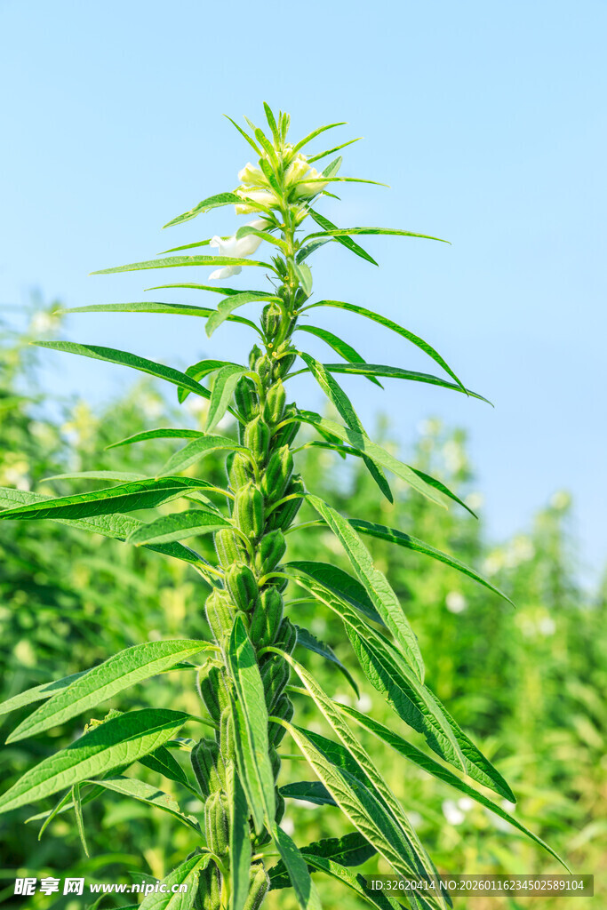 芝麻植株