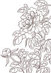 牡丹花卉线稿图案