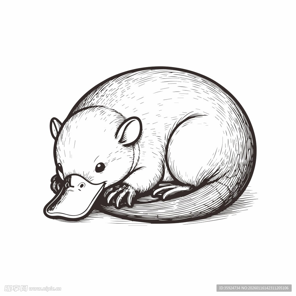 蜷缩的鸭嘴兽插画