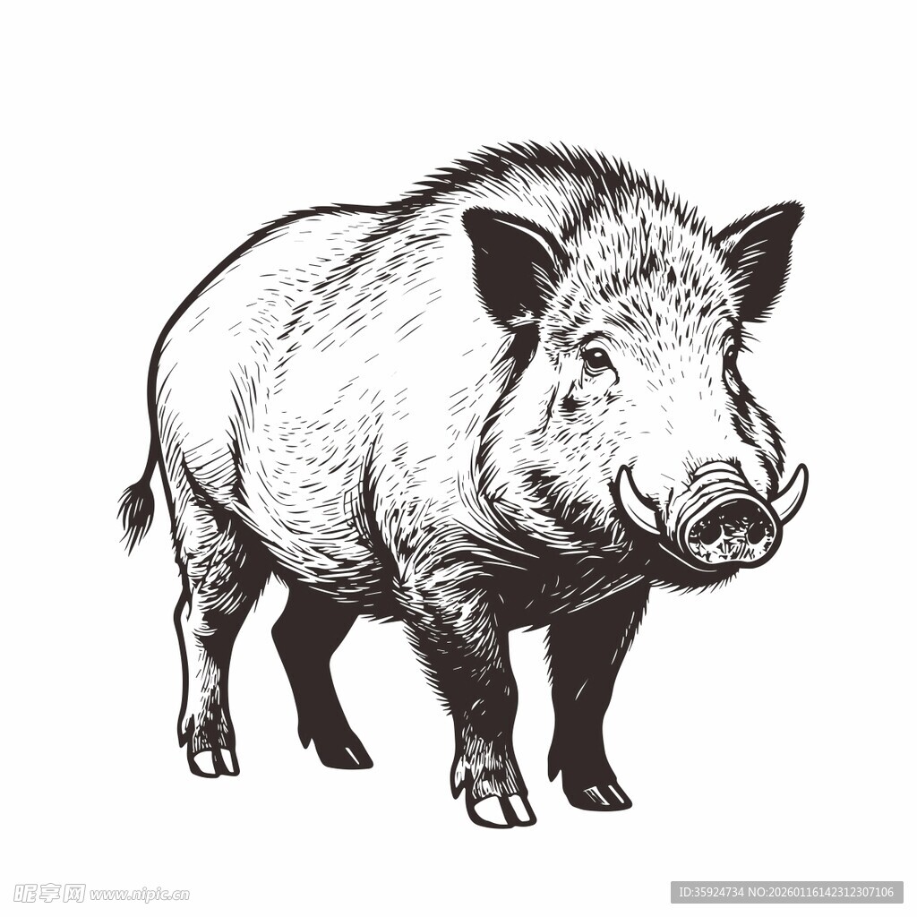 站立的野猪插画
