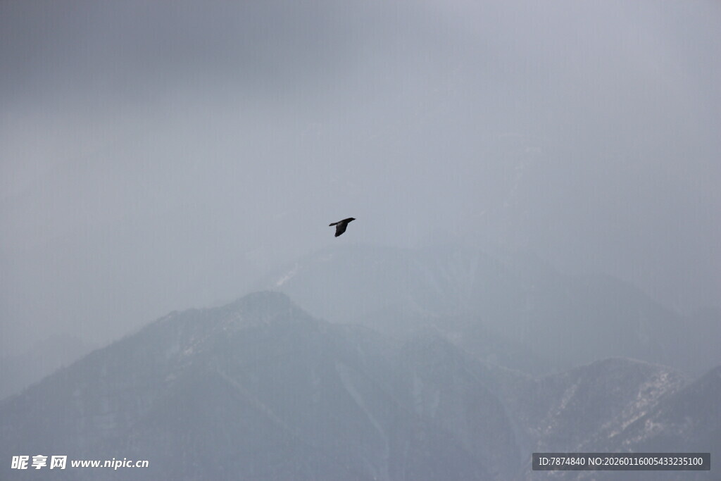 雾中飞鸟于山峦之上