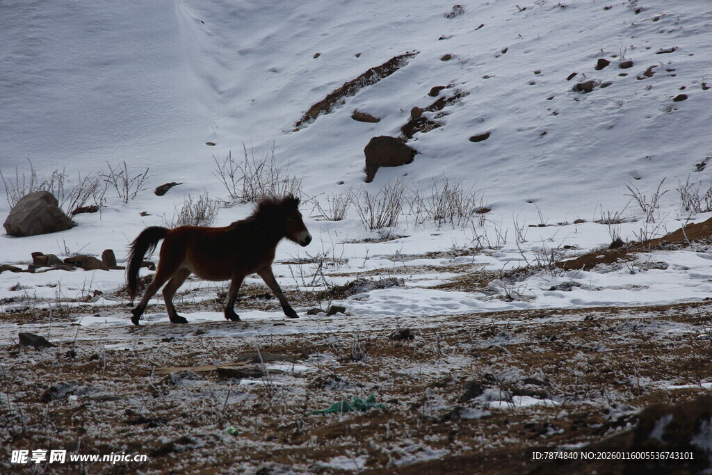 雪地中独行的骏马