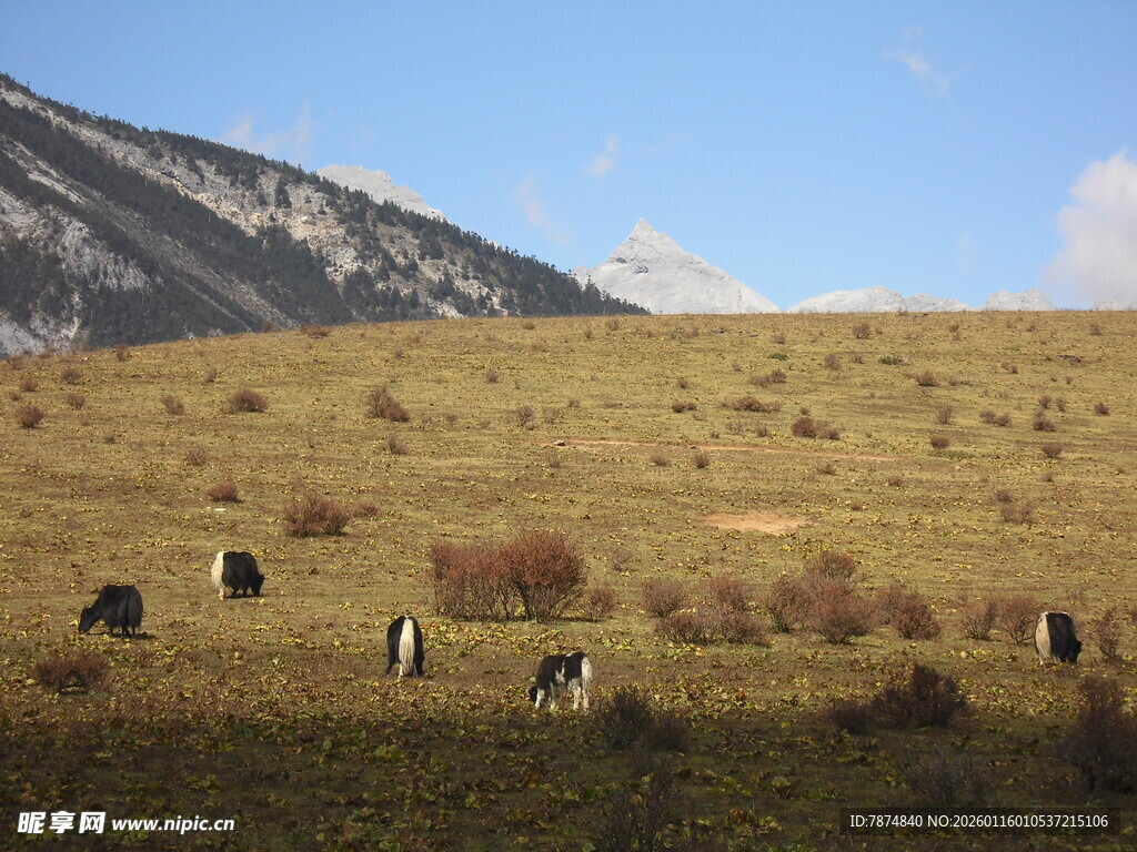 草原上的牛群与远山风光