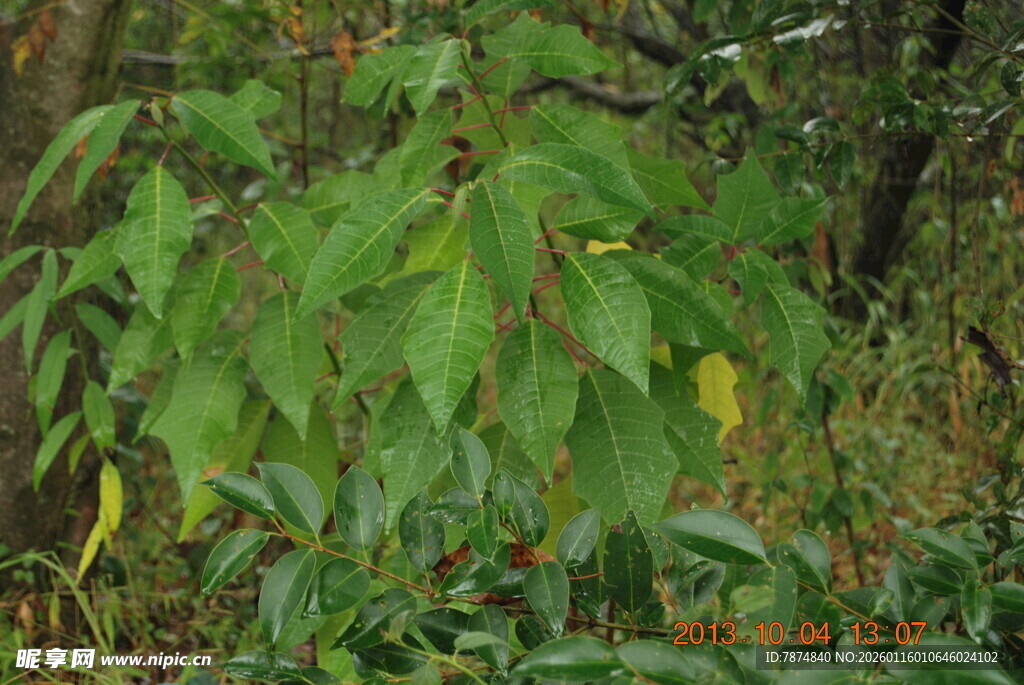 绿叶繁茂的植物景观