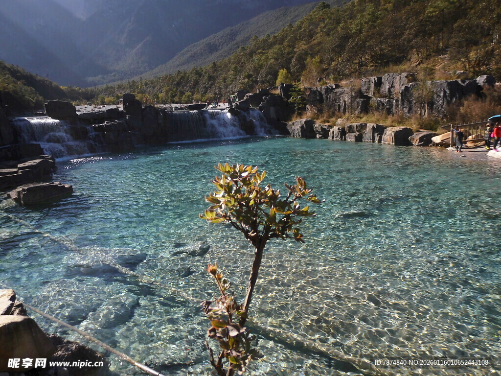 清澈蓝湖中的孤株植物