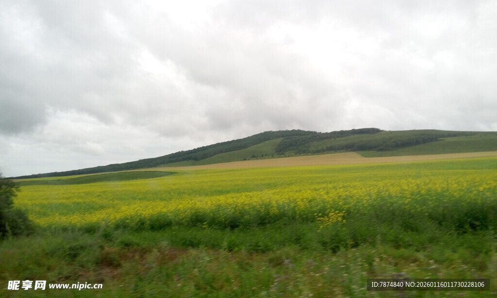 草原上的金黄油菜花田