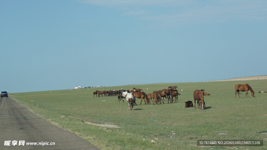 公路旁草原上的马群