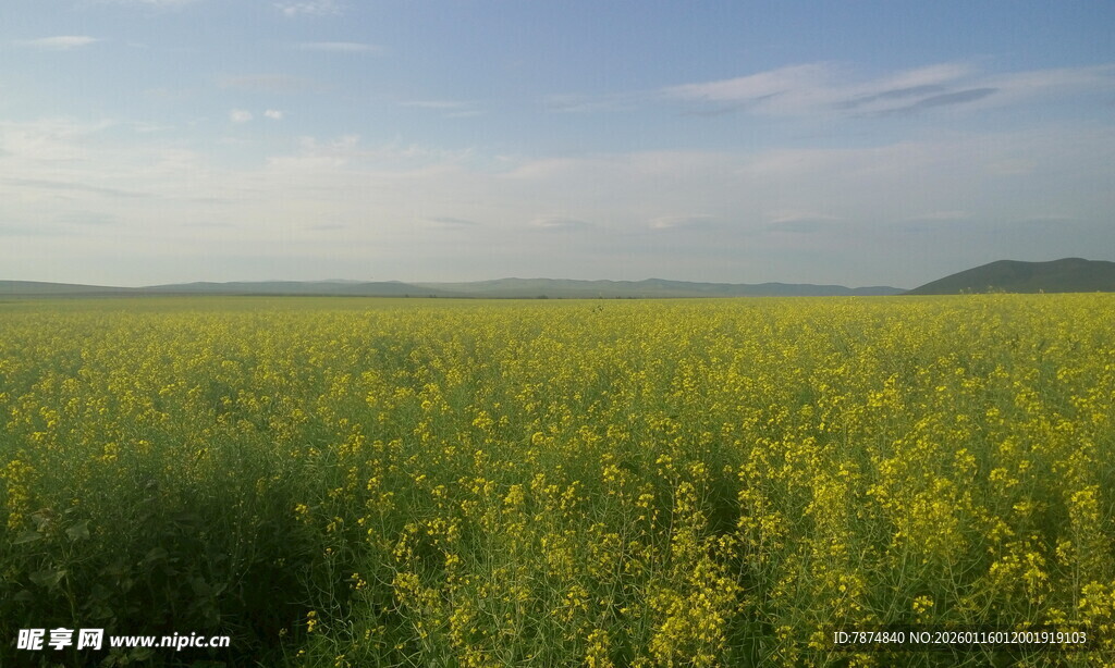 金黄油菜田 田园好风光
