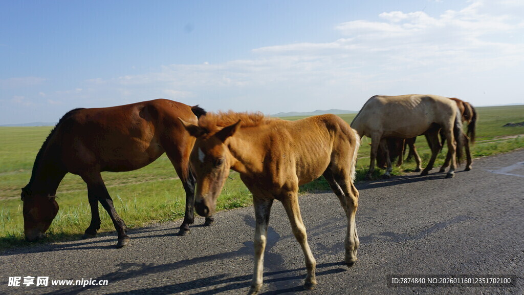 马群漫步在公路上