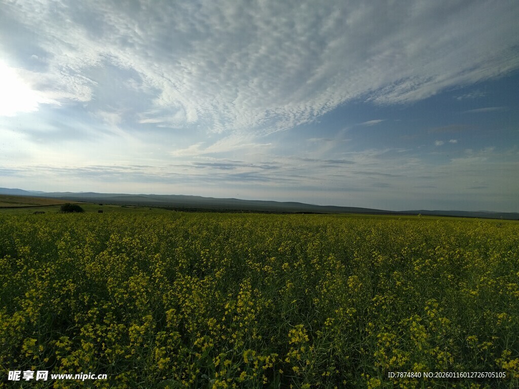 金黄油菜田与蓝天白云