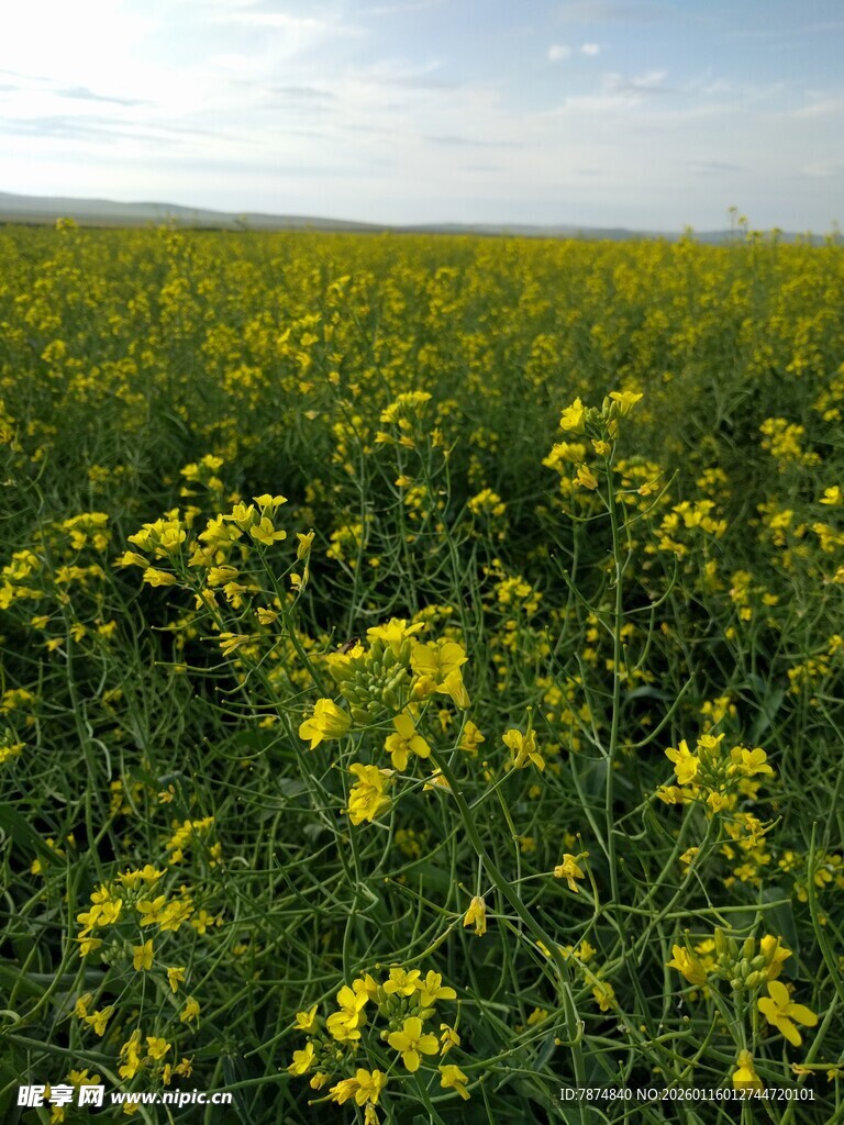 金黄油菜花田美景