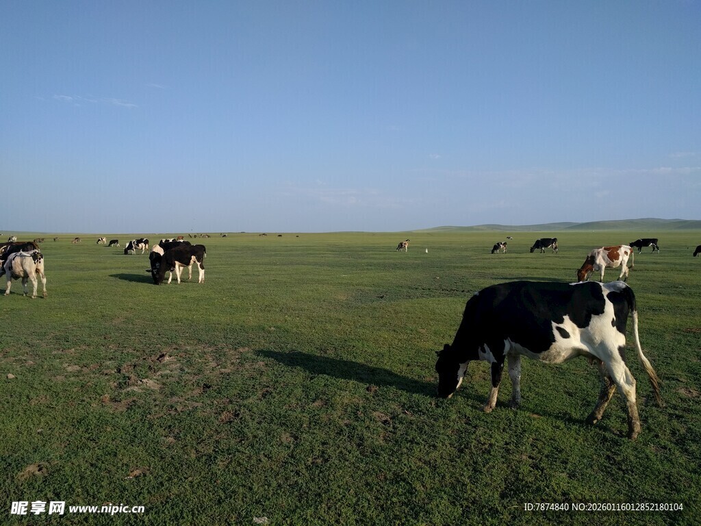 草原上的黑白花奶牛
